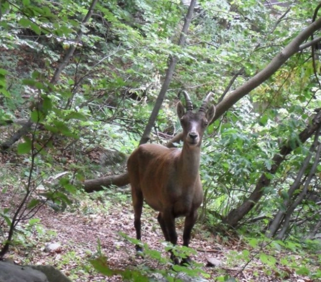 Animales de cerro en verano 